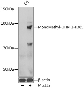 DiMethyl-UHRF1-K385 pAb