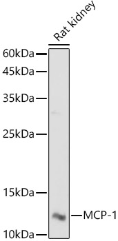 MCP Rabbit Polyclonal Antibody