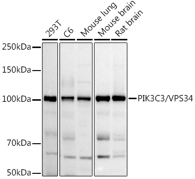 PIK3C3 Rabbit Polyclonal Antibody