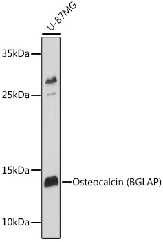 BGLAP Rabbit Polyclonal Antibody