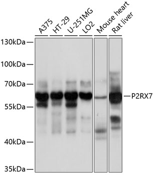 P2RX7 Rabbit Polyclonal Antibody