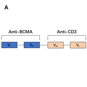 Anti-BCMA bispecific antibody(DM16)