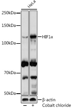 HIF1A Rabbit Polyclonal Antibody