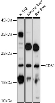 CD81 Rabbit Polyclonal Antibody