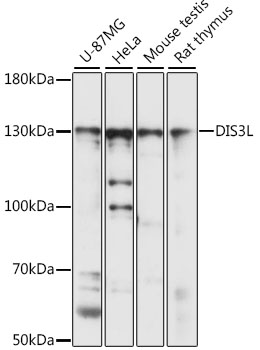 DIS3L Polyclonal Antibody