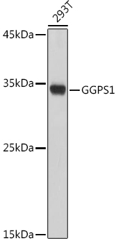 GGPS1 Polyclonal Antibody