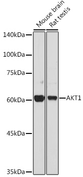 [KO Validated] AKT1 Polyclonal Antibody