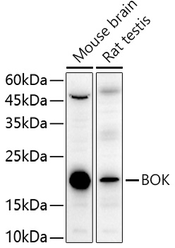 BOK Polyclonal Antibody