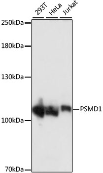 PSMD1 Polyclonal Antibody