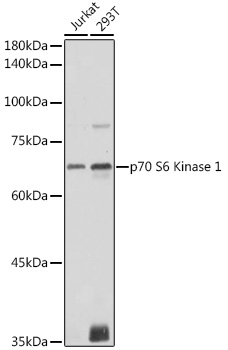 P70 S6K Polyclonal Antibody