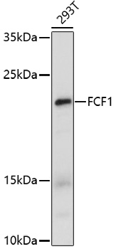 FCF1 Polyclonal Antibody