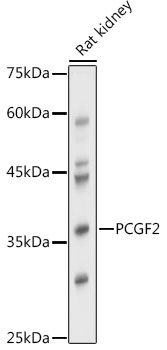 PCGF2 Polyclonal Antibody