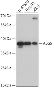ALG5 Polyclonal Antibody