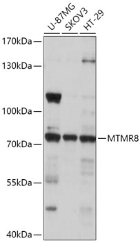 MTMR8 Polyclonal Antibody