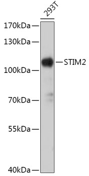 STIM2 Polyclonal Antibody