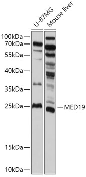 MED19 Polyclonal Antibody