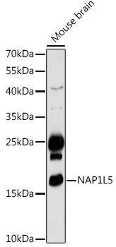 NAP1L5 Polyclonal Antibody