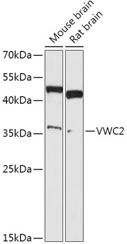 VWC2 Polyclonal Antibody