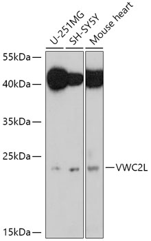 VWC2L Polyclonal Antibody