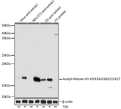 Acetyl-Histone H3-K9/K14/K18/K23/K27 pAb