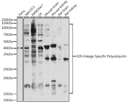 K29-linkage Specific Polyubiquitin pAb