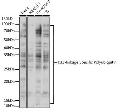 K33-linkage Specific Polyubiquitin pAb