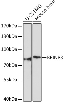 BRINP3 Polyclonal Antibody