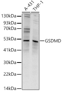 GSDMD Polyclonal Antibody