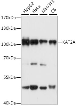 KAT2A Polyclonal Antibody
