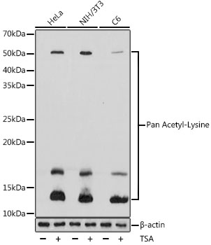 Pan Acetyl-Lysine pAb
