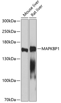 MAPKBP1 Polyclonal Antibody