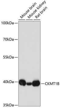 CKMT1B Polyclonal Antibody