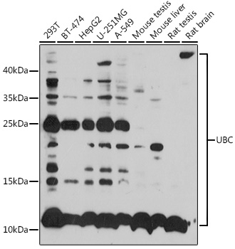 UBC Polyclonal Antibody