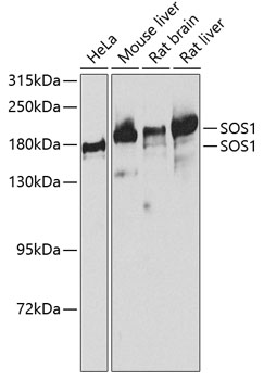 SOS1 Polyclonal Antibody