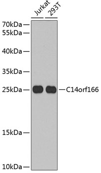 C14orf166 Polyclonal Antibody