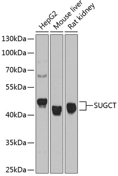 SUGCT Polyclonal Antibody