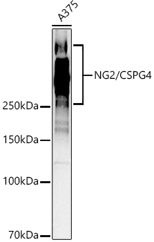 [KO Validated] CSPG4 Polyclonal Antibody