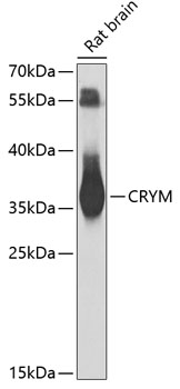 CRYM Polyclonal Antibody
