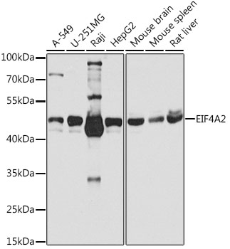 EIF4A2 Polyclonal Antibody