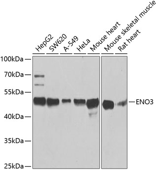 ENO3 Polyclonal Antibody