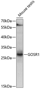 GOSR1 Polyclonal Antibody
