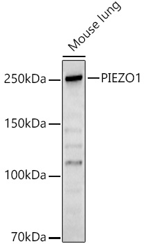PIEZO1 Polyclonal Antibody