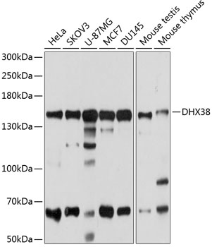 DHX38 Polyclonal Antibody