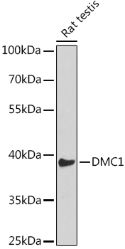 DMC1 Polyclonal Antibody