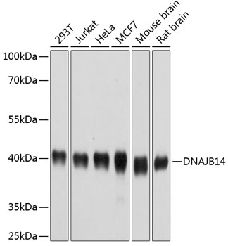 DNAJB14 Polyclonal Antibody