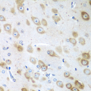 GFM1 Polyclonal Antibody