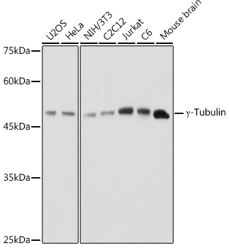 TUBG1 Polyclonal Antibody