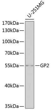 GP2 Polyclonal Antibody