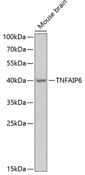 TNFAIP6 Polyclonal Antibody