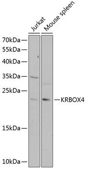 KRBOX4 Polyclonal Antibody